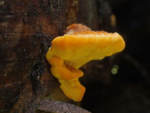 Image of Pycnoporellus fulgens (Fr.) Donk 1971