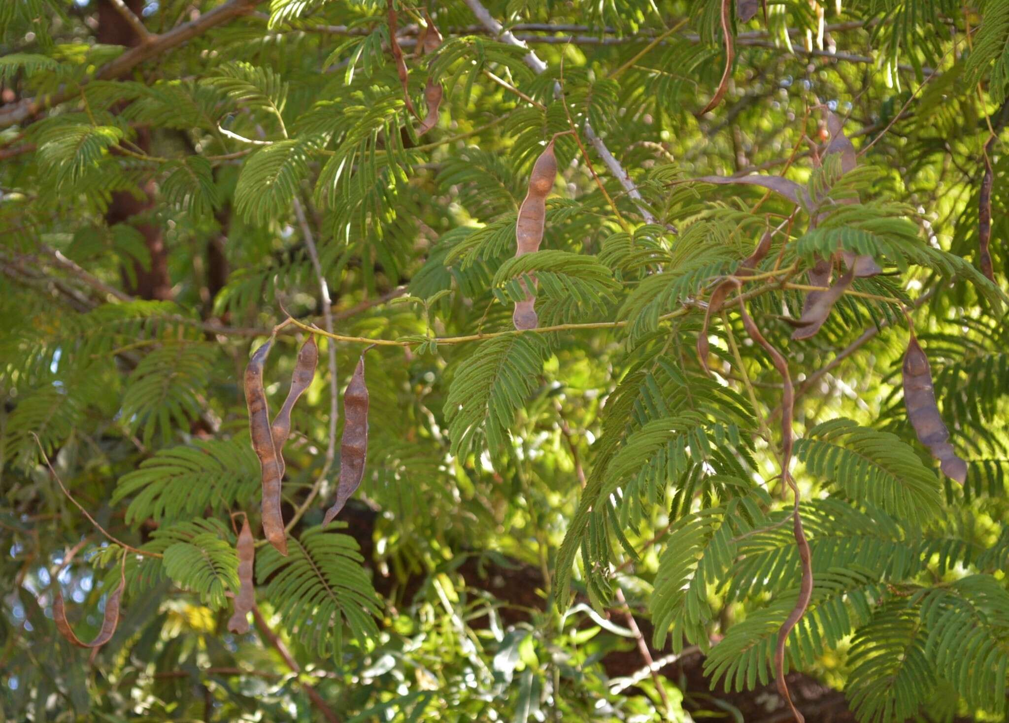 Senegalia ataxacantha (DC.) Kyal. & Boatwr.的圖片