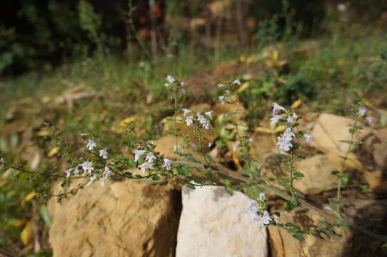 صورة Clinopodium nepeta subsp. nepeta