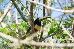 Image of Black-necked Aracari