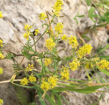 Image of curvepod yellowcress