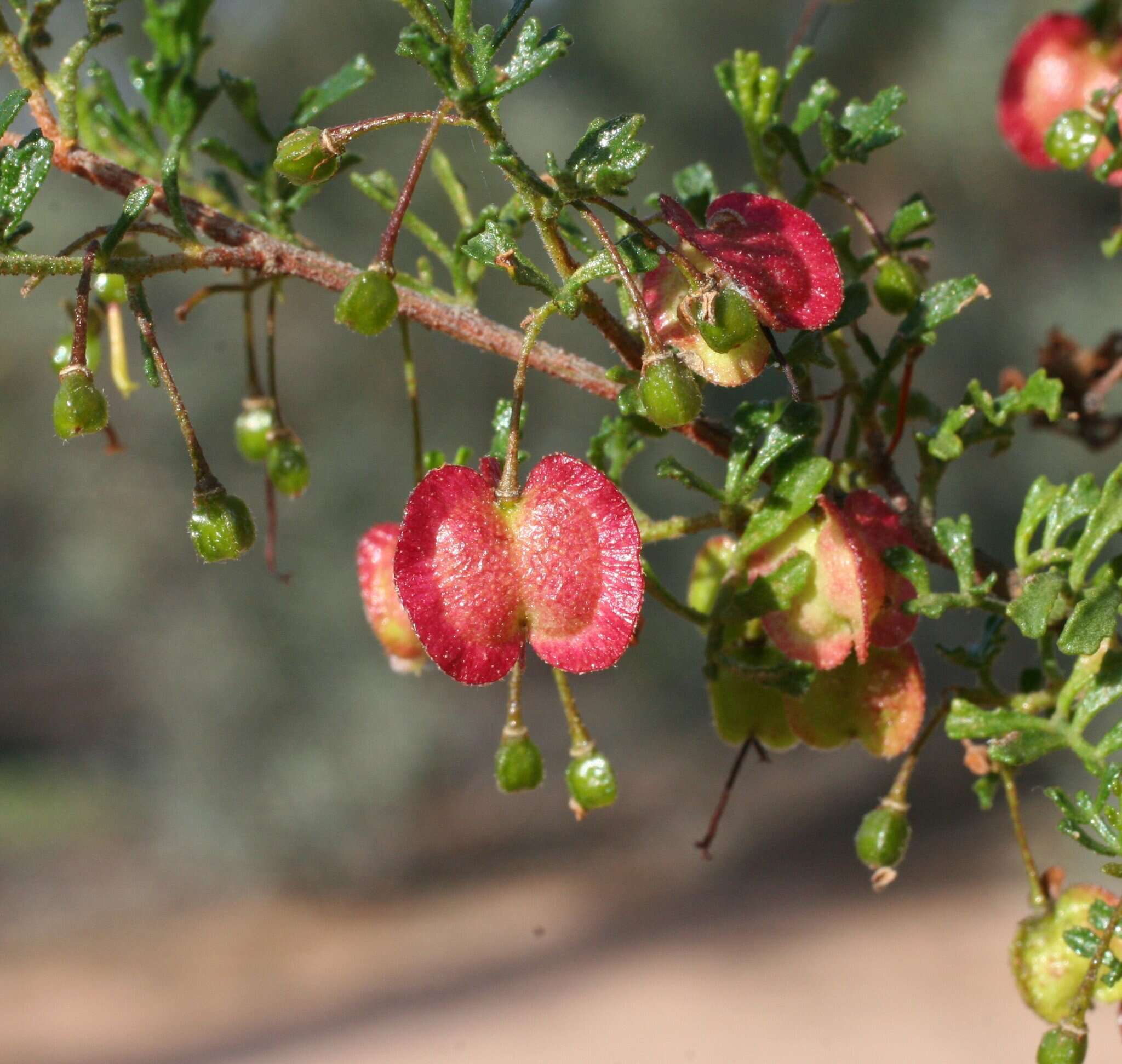 Image de Dodonaea concinna Benth.