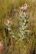 Plancia ëd Leucospermum winteri J. P. Rourke