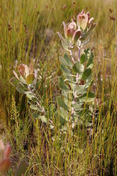 Plancia ëd Leucospermum winteri J. P. Rourke