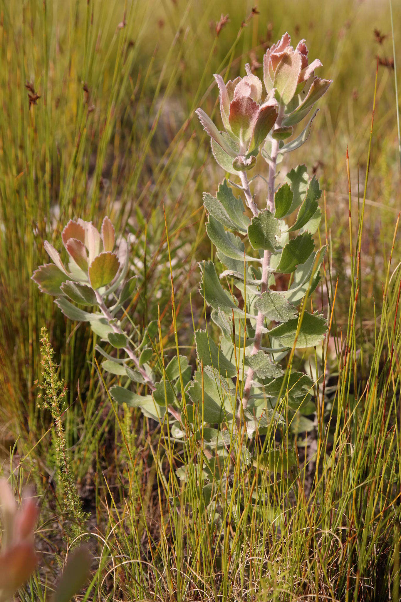 Image of Leucospermum winteri J. P. Rourke