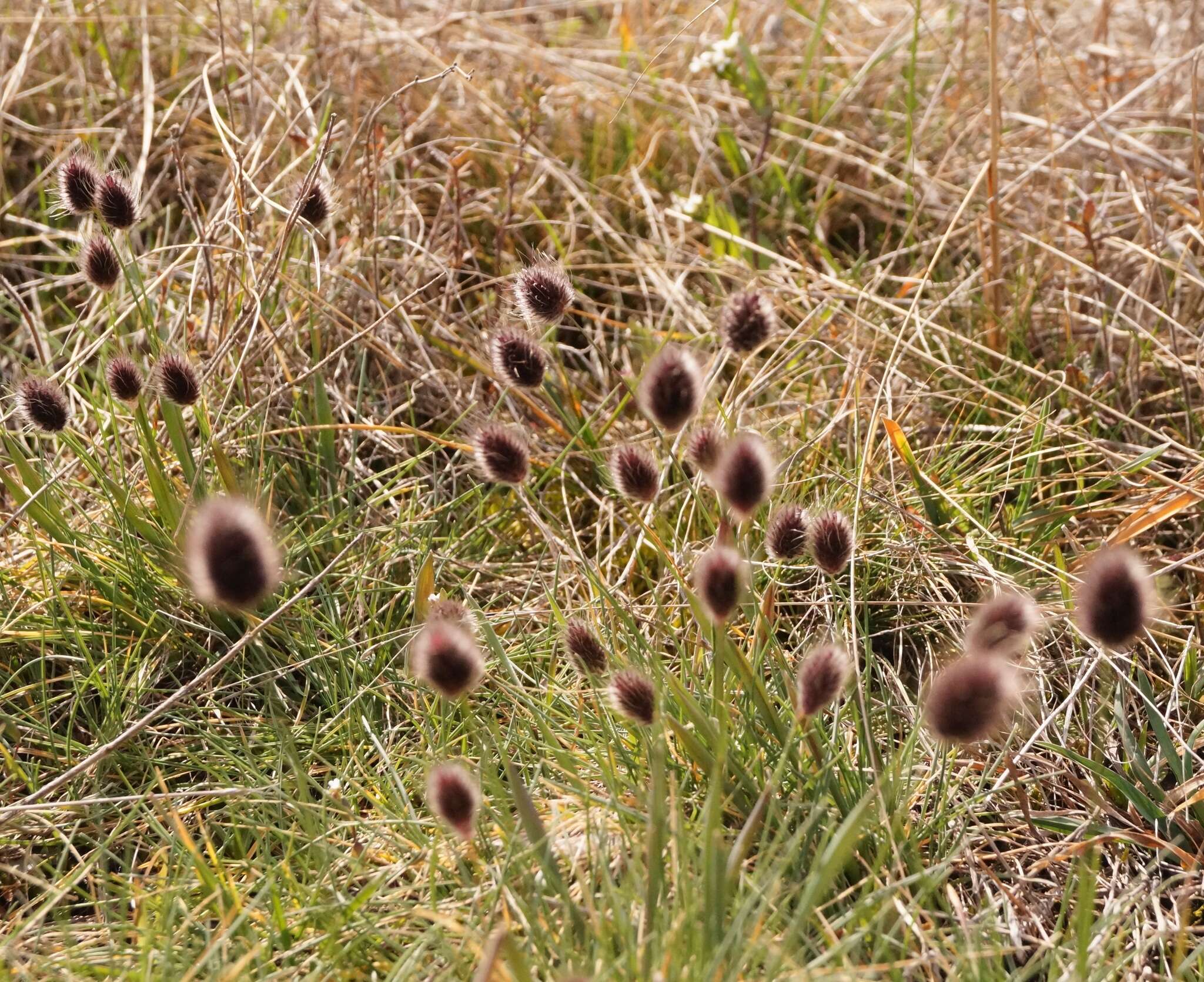 Image of Alopecurus vaginatus (Willd.) Kunth