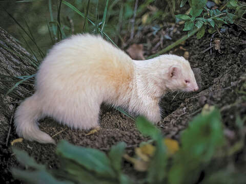 Image of domestic ferret