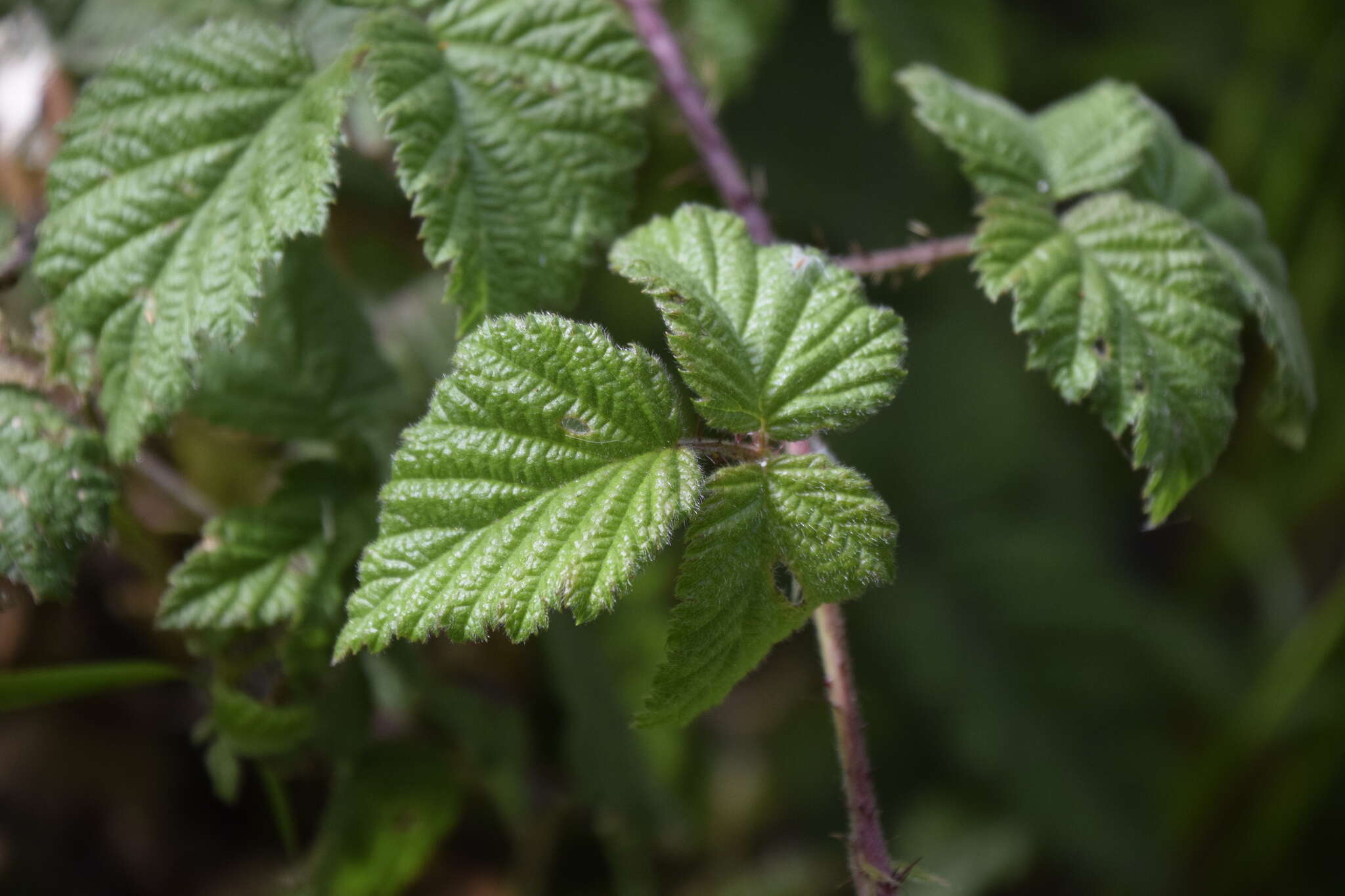 Rubus ursinus subsp. macropetalus (Dougl. ex Hook.) Taylor & Mac Bryde的圖片