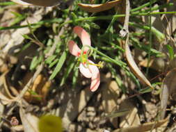 Image of Stylidium uniflorum Sond.