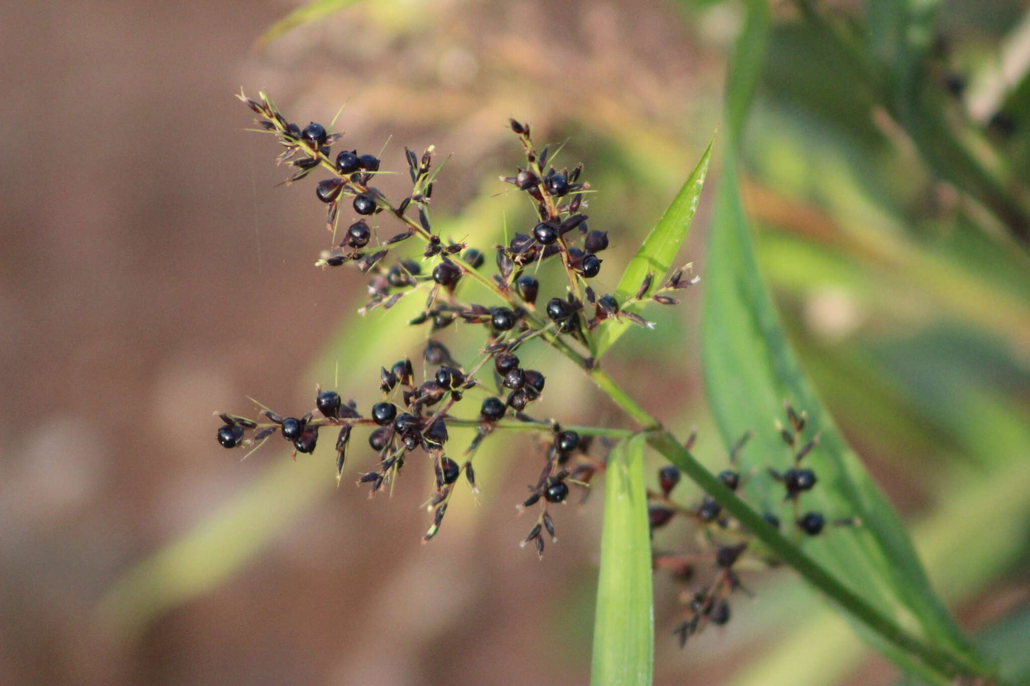 صورة Scleria latifolia Sw.