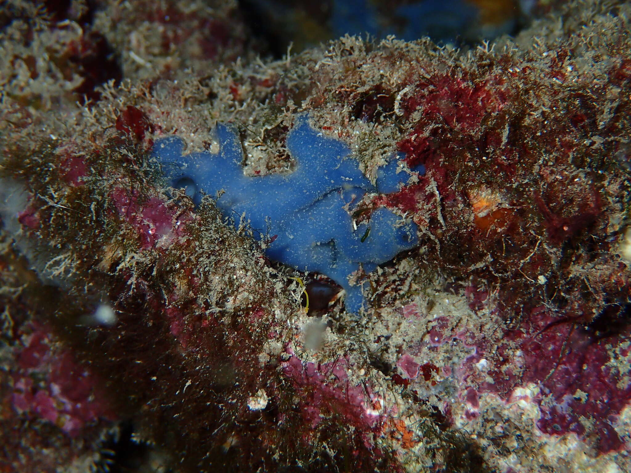 Image of flesh sponge