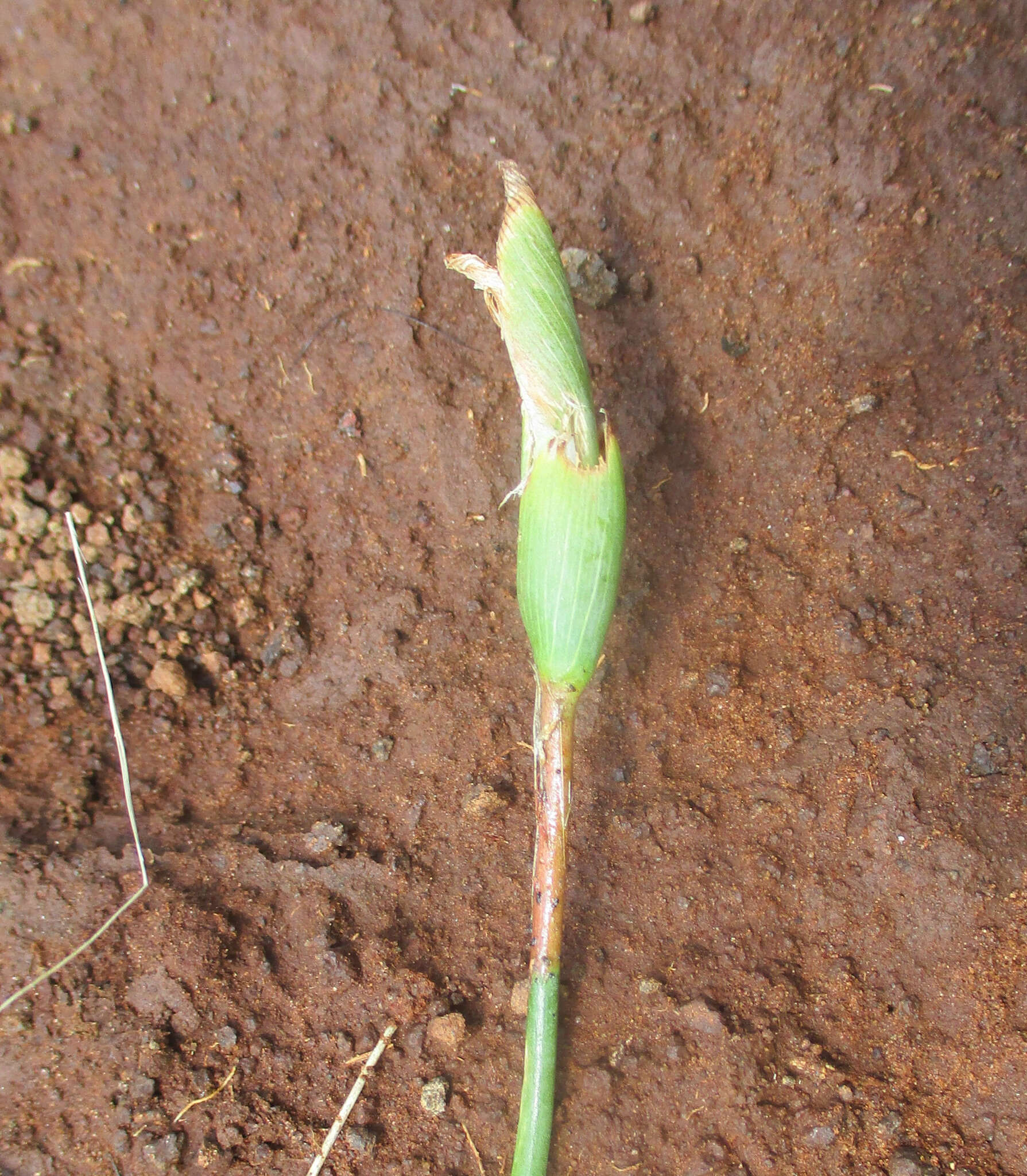 صورة Ferraria glutinosa (Baker) Rendle