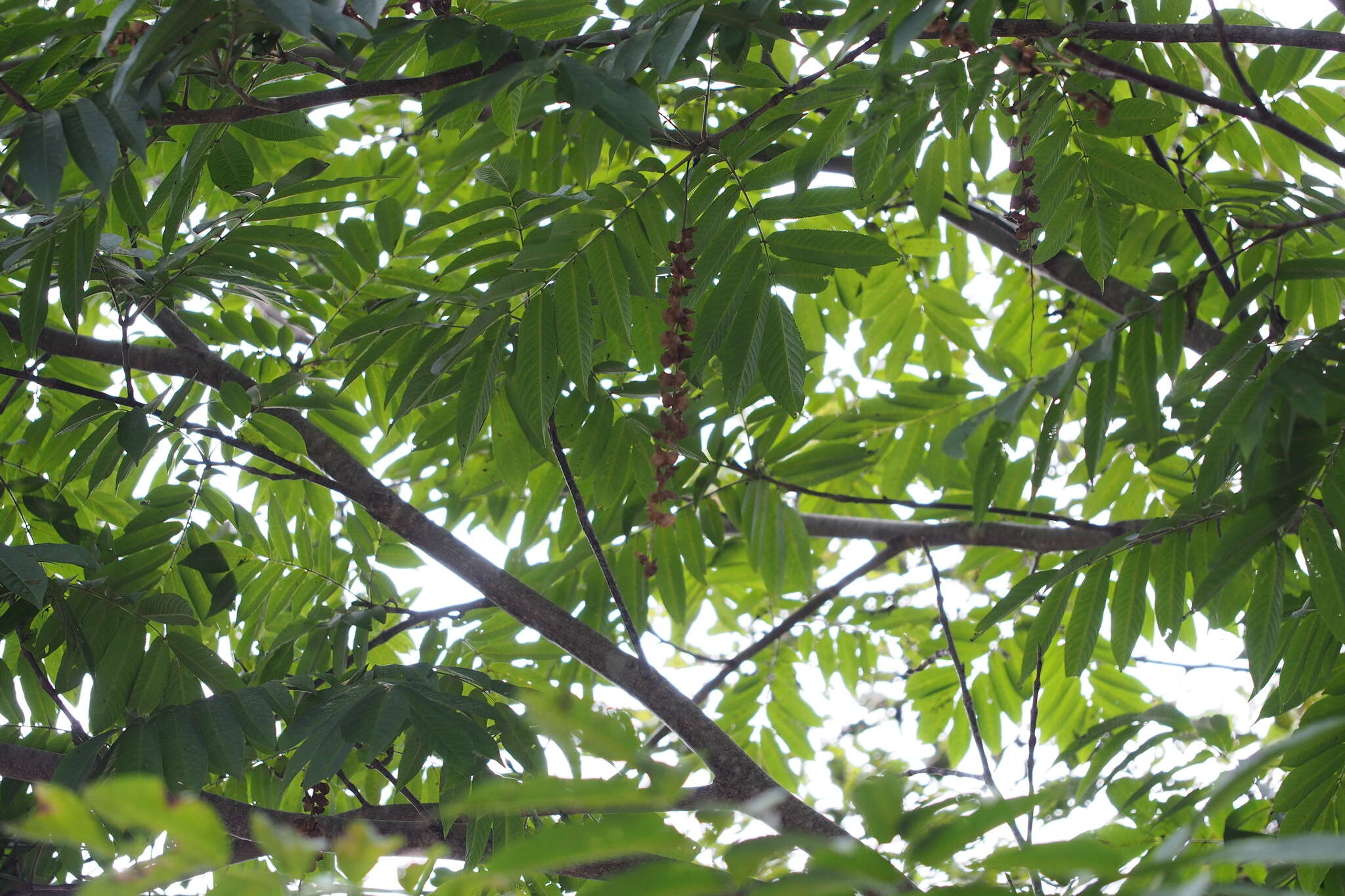 Plancia ëd Pterocarya rhoifolia Sieb. & Zucc.