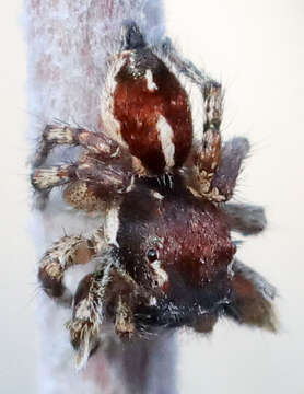 Image of Habronattus peckhami (Banks 1921)