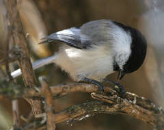 Image of Black-Capped Chickadee