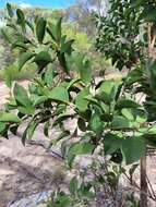 Image of Capparis canescens Banks ex DC.