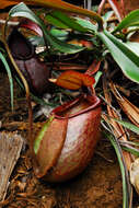 Image of Nepenthes merrilliana Macfarl.