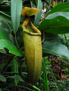 Image of Nepenthes merrilliana Macfarl.