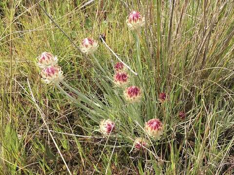 Image of Leucochrysum albicans subsp. tricolor (DC.) N. G. Walsh