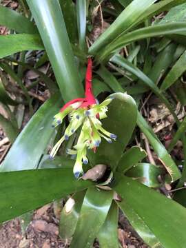 Image of Billbergia amoena (G. Lodd.) Lindl.