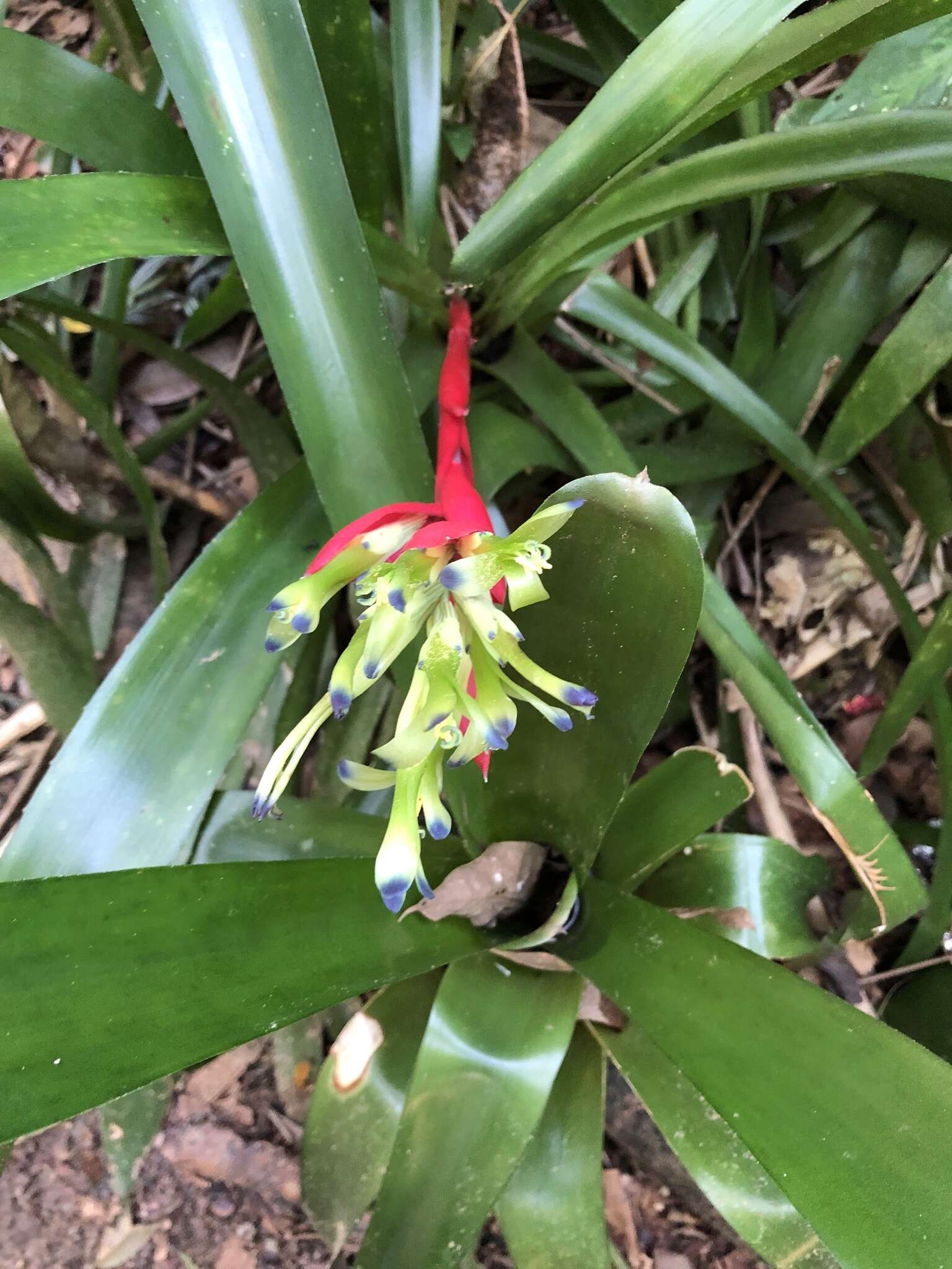 Image of Billbergia amoena (G. Lodd.) Lindl.