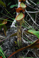 Image of Nepenthes mindanaoensis Sh. Kurata