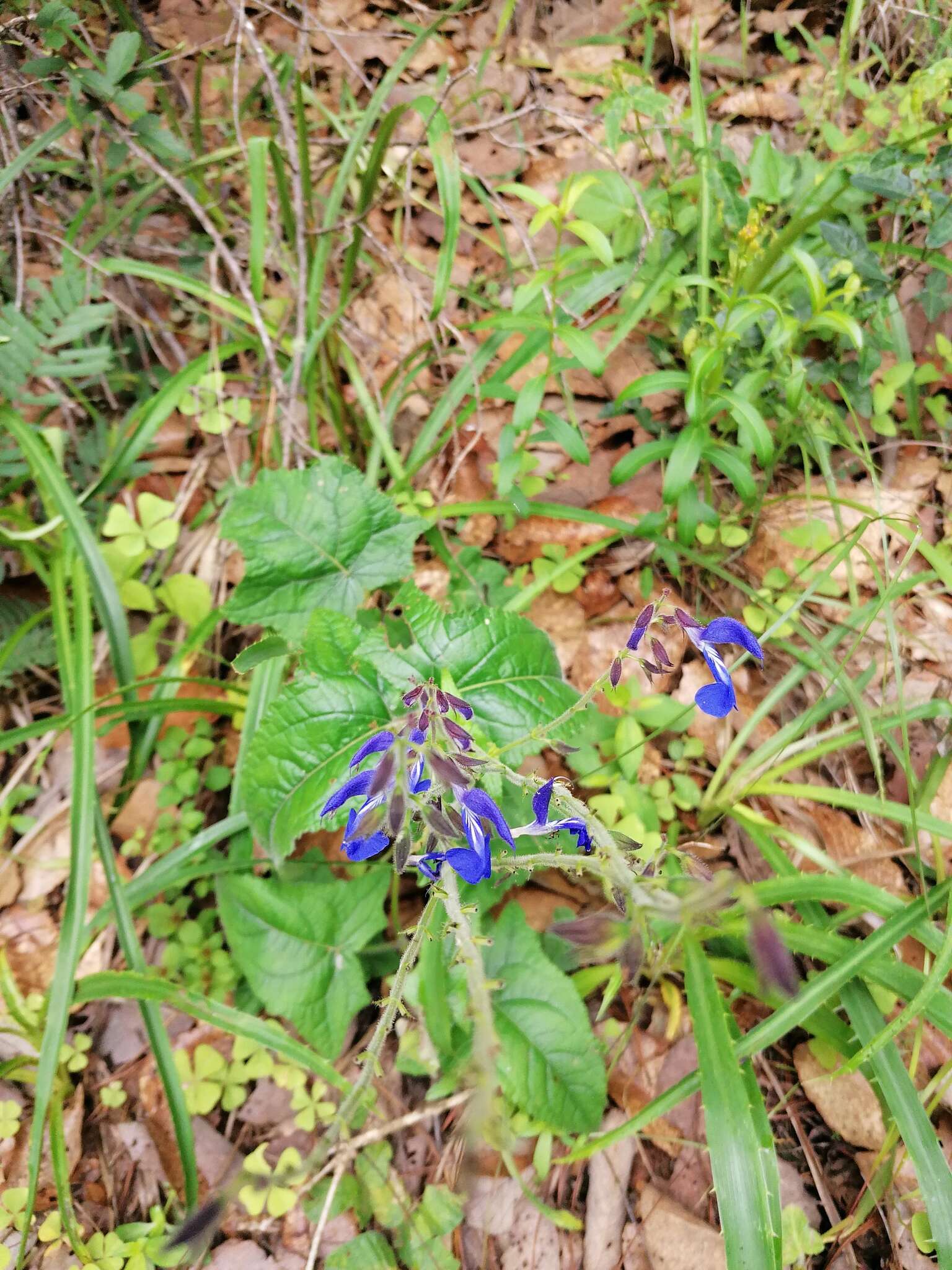 Salvia vitifolia Benth. resmi