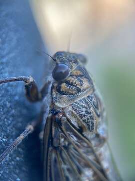 Sivun Cicadini kuva