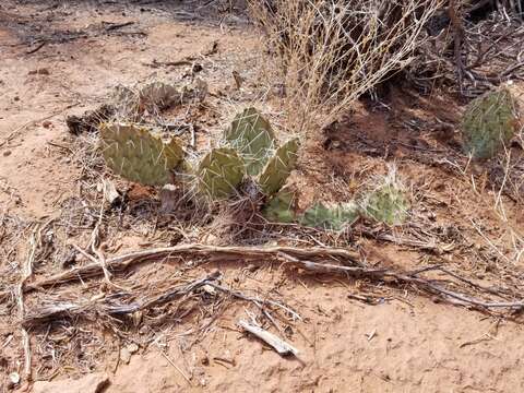 Opuntia zuniensis resmi