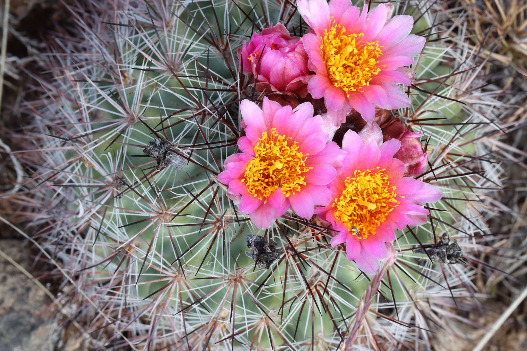 Image of Simpson's Hedgehog Cactus