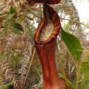 Image of Nepenthes pulchra Gronem., S. McPherson, Coritico, Micheler, Marwinski & V. B. Amoroso