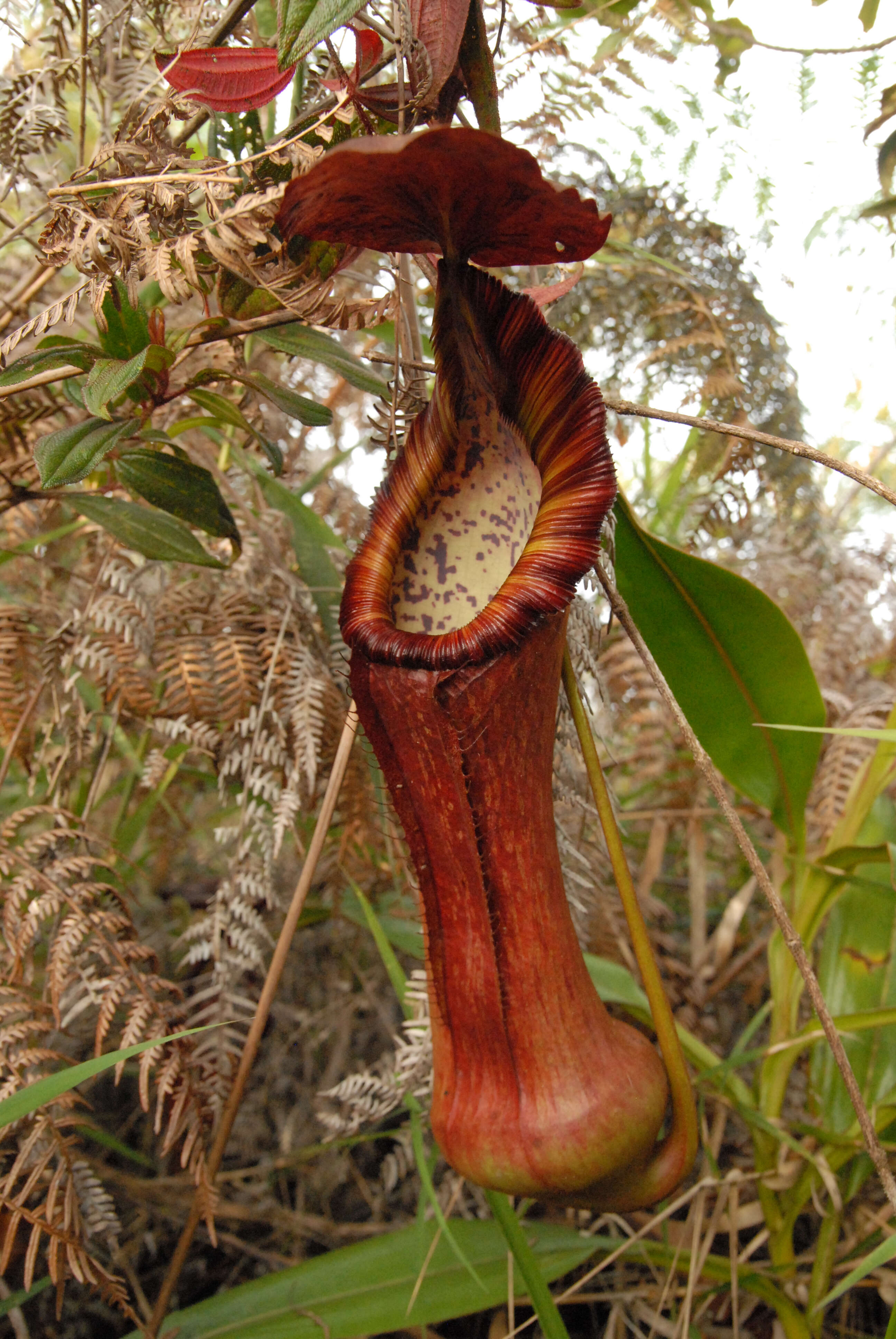 Image of Nepenthes pulchra Gronem., S. McPherson, Coritico, Micheler, Marwinski & V. B. Amoroso