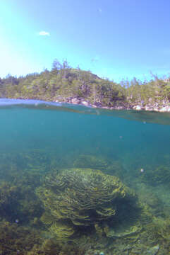 Image of montipora corals