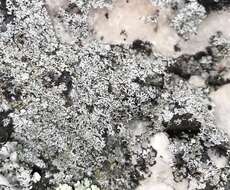 Image of Hale's rosette lichen