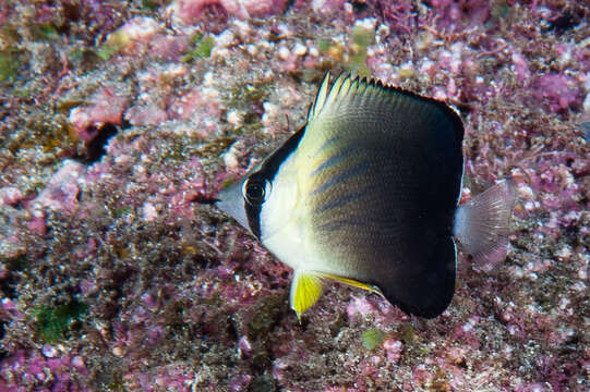 Image of Blackburn's Butterflyfish