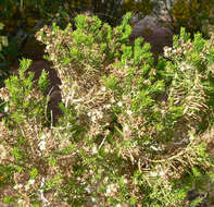 Image of turpentine bush