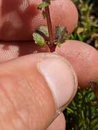 Erythranthe arvensis (Greene) G. L. Nesom resmi