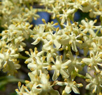 Image of Sambucus cerulea