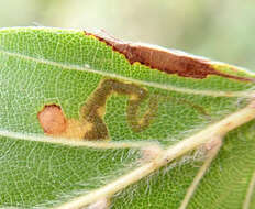 Sivun Stigmella tityrella (Stainton 1854) Hering 1957 kuva