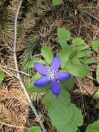 Image of Blue Windflower