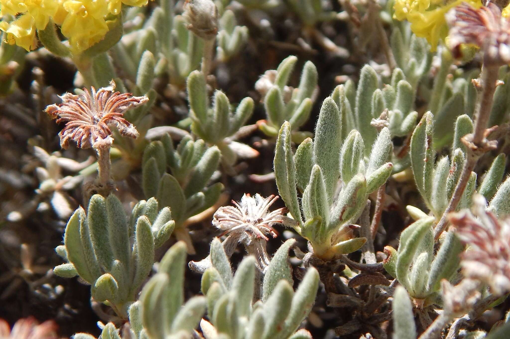 Image of rock buckwheat