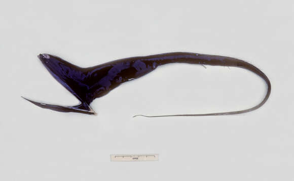 Image of pelican eels