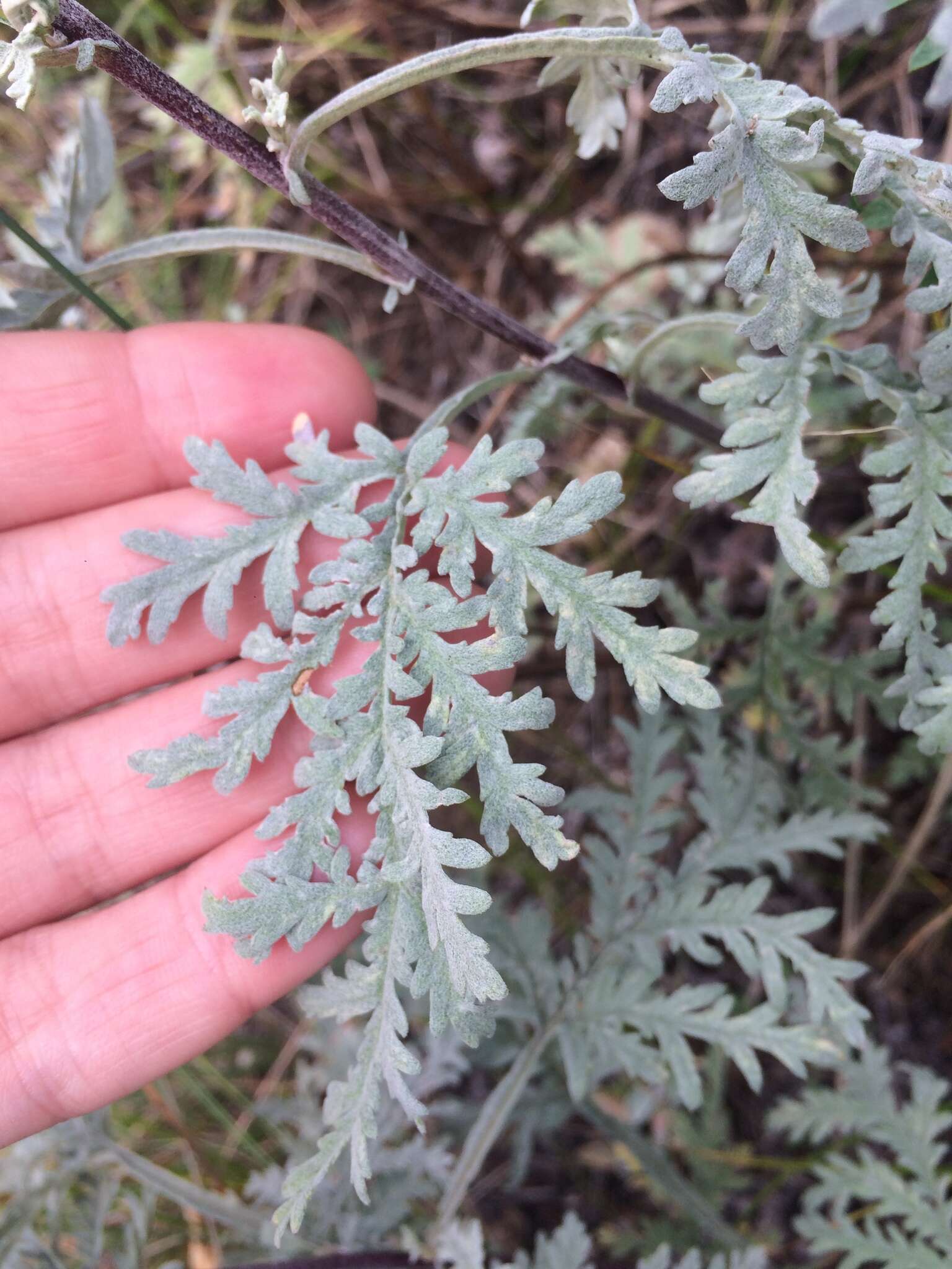 Imagem de Artemisia gmelinii var. messerschmidiana (Bess.) Poljakov