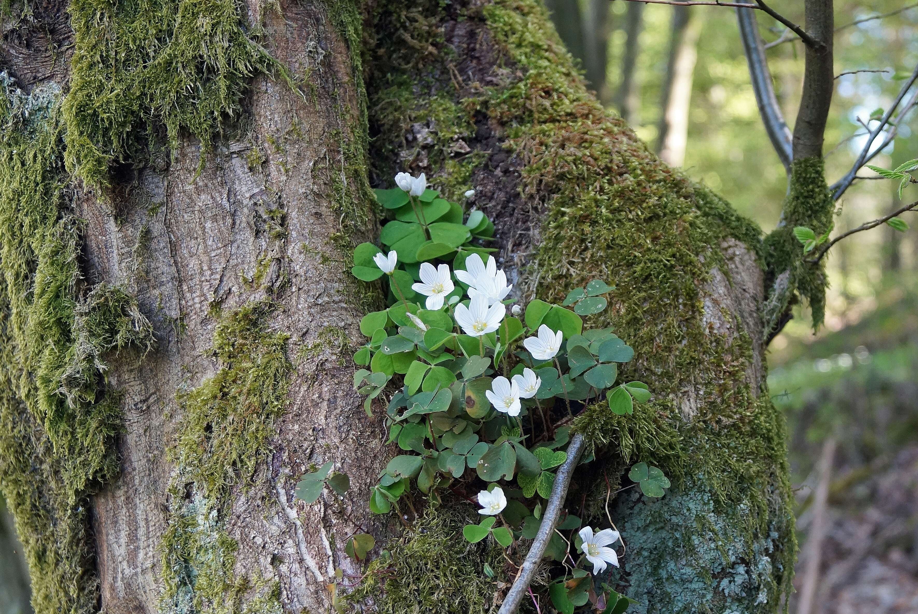 Imagem de Oxalis acetosella L.