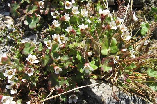 Imagem de Saxifraga rivularis L.