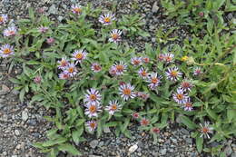 Image of arctic aster