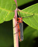 Image of Oberea ocellata Haldeman 1847