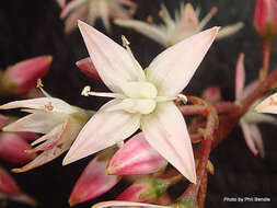 Image of Cape Province pygmyweed