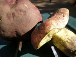 Image de Butyriboletus abieticola (Thiers) D. Arora & J. L. Frank 2014