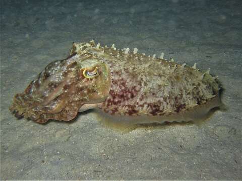 Image of Broadclub Cuttlefish